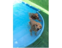 spa especializado em cães Bom Clima