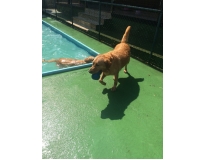 spa para animais na Água Branca
