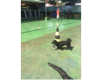 spa para animal em Santo Amaro