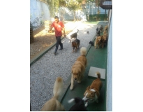 spa para cachorros preço Vila Augusta