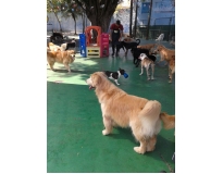 spa para cachorros na Liberdade