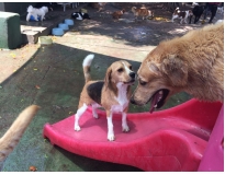 spa para cães em sp preço no Ibirapuera