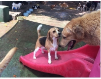 spa para cães em sp preço no Itaim Bibi