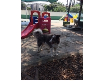 spa para cães em sp em São Miguel Paulista
