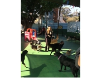 Spa com Day Care Canino