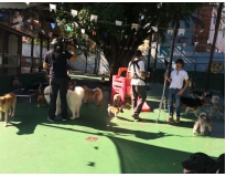 spa para cães na Água Branca