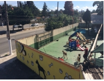 spa para cão em são paulo no Aeroporto